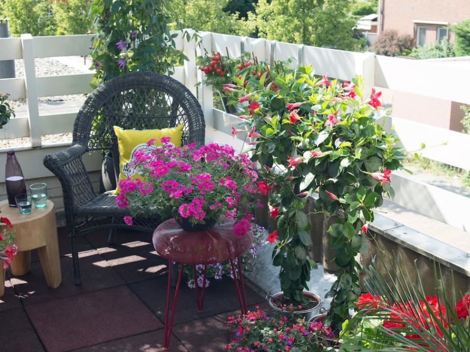 Pink- und Rottöne auf dem Sommerbalkon mit Verbena und Mandevilla - www.tollwasblumenmachen.de