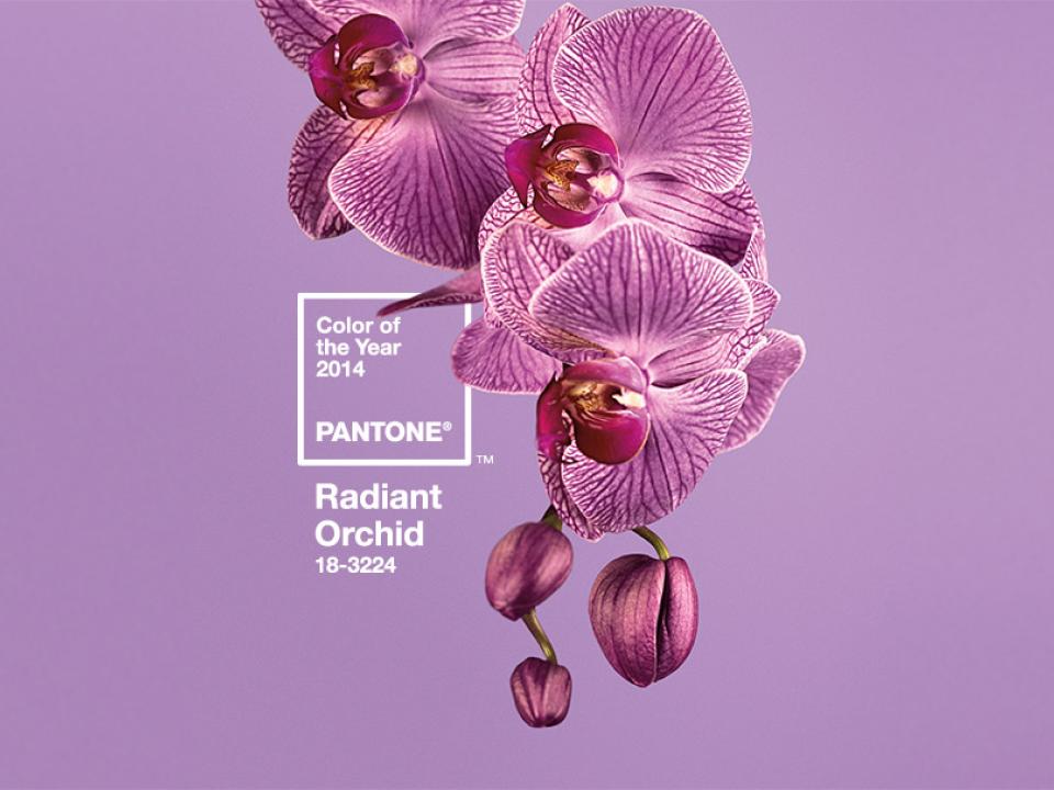 Radiant Orchid: Farbe des Jahres 2014 - www.pflanzenfreude.de (Quelle: www.pantone.de)