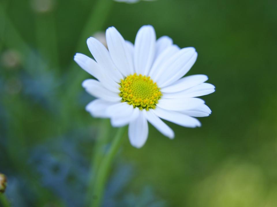 Das Gänseblümchen - Pflanzenfreude.de