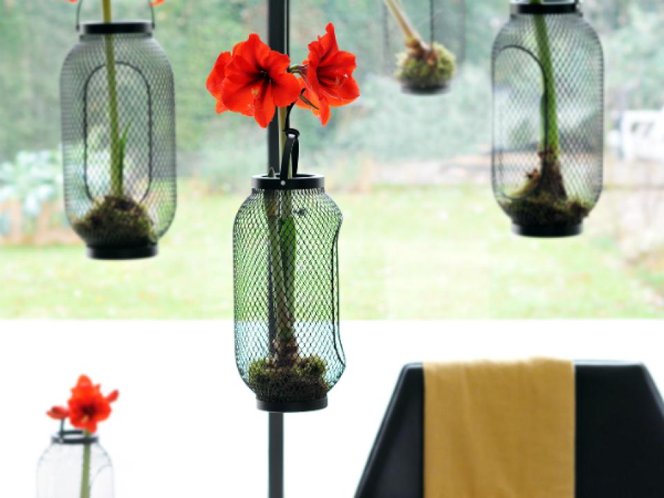 Amaryllis – Pflanzenfreude.de Amaryllis – Pflanzenfreude,de