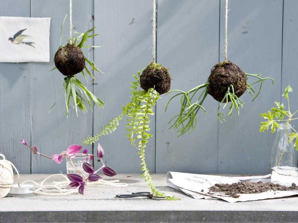 Kokedama DIY - www.pflanzenfreude.de