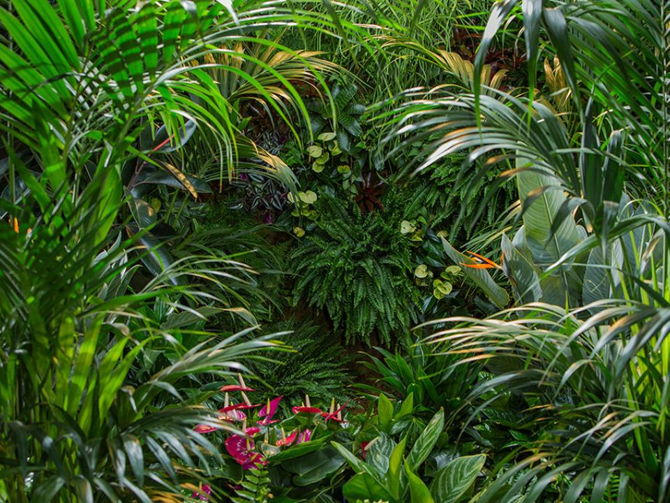 Overdaad aan groen Mooiwatplantendoen.nl