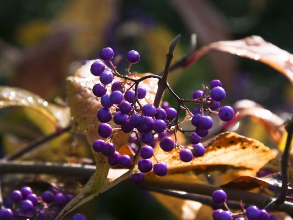 Callicarpa – Pflanzenfreude.de