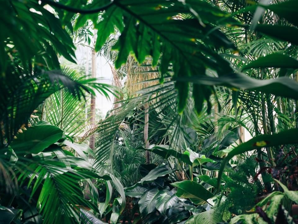 Ga met Valentijn op plant date mooiwatplantendoen.nl