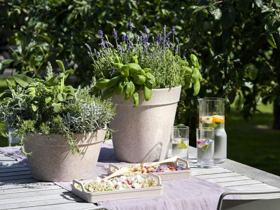 Begleitpflanzen mit Gartenkräutern Pflanzenfreude.de