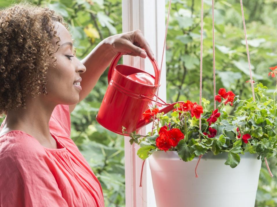 Die Geranie auf dem Balkon – Pflanzenfreude.de