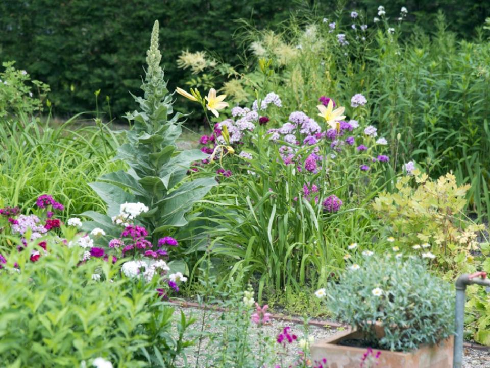 Essbare Blüten aus dem eigenen Garten - Pflanzenfreude.de