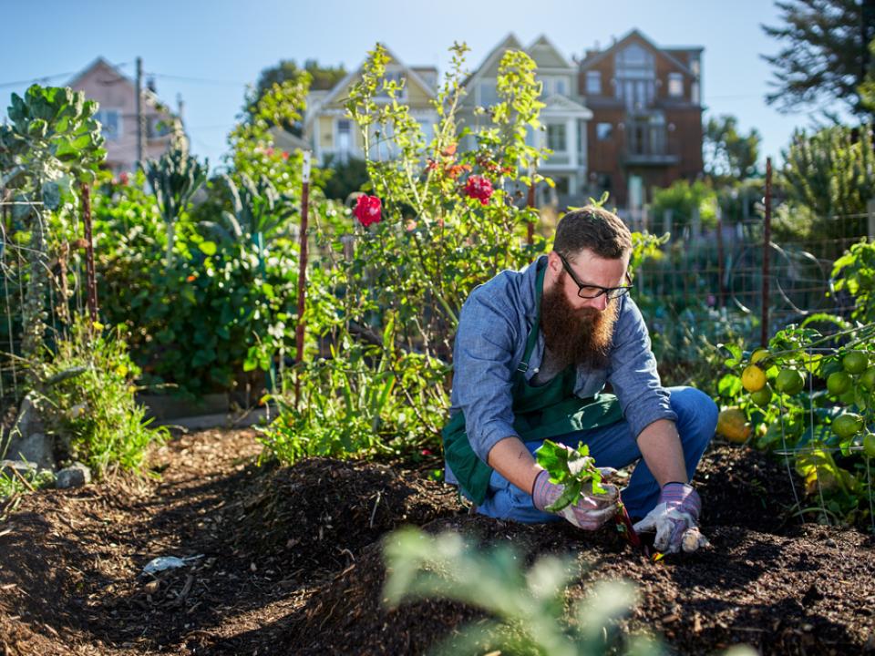 Gemeenschappelijke moestuin mooiwatplantendoen.nl