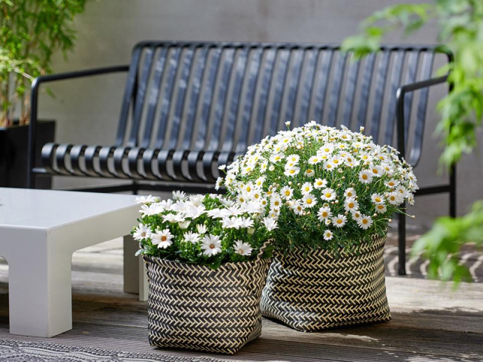 margriet in mand Mooiwatplantendoen.nl