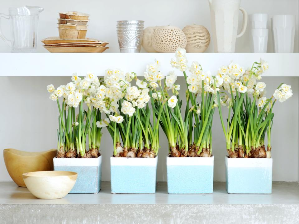 Narcissen bol op pot Narcissen bol op pot