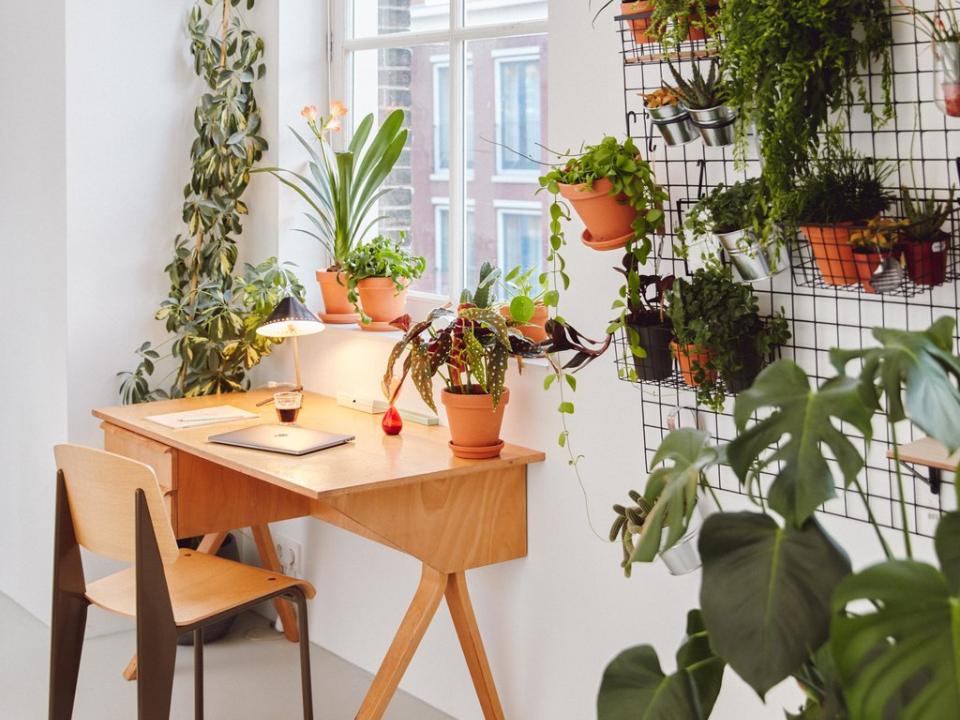 Plant Design fürs Homeoffice | Pflanzenfreude.de