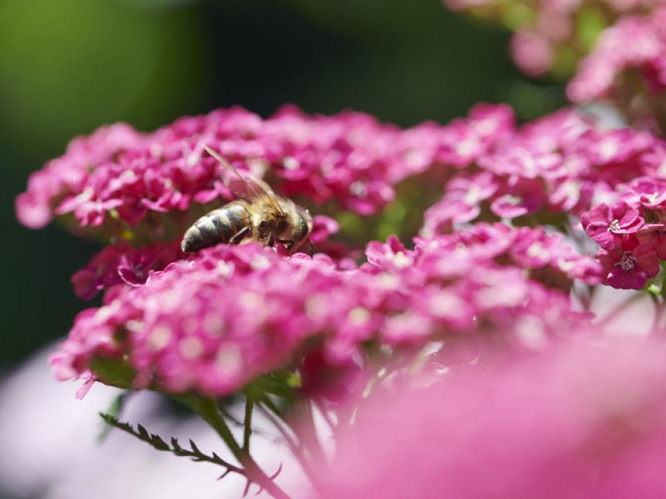 Bienen aktiv unterstützen Pflanzenfreude.de