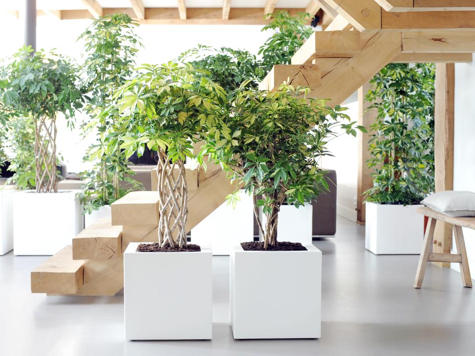 Die Schefflera ist die ideale Wahl für große Räume - www.pflanzenfreude.de