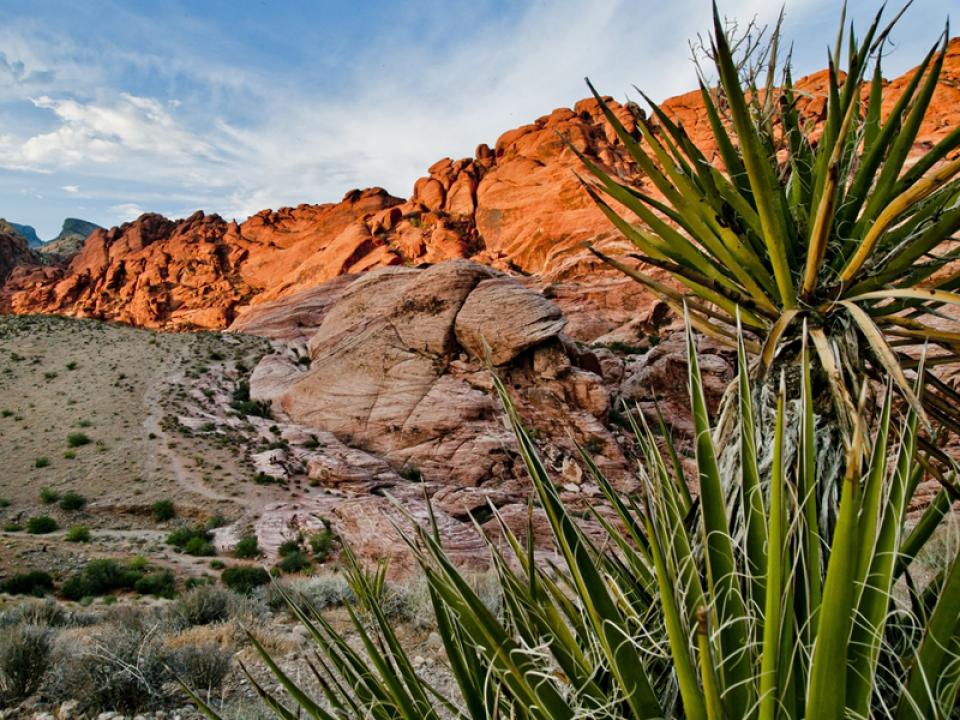 Die Yucca in freier Wildbahn - Pflanzenfreude.de