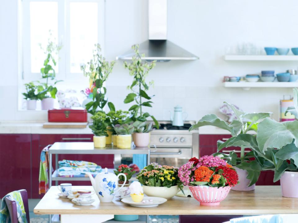 Kalanchoe – Pflanzenfreude.de Kalanchoe – Pflanzenfreude.de