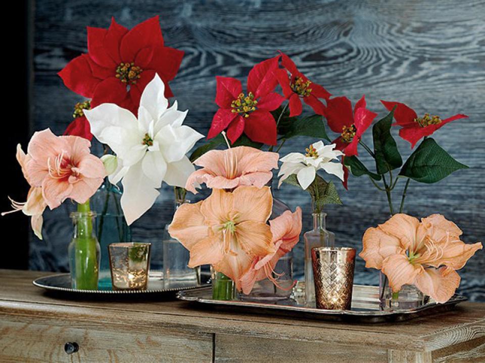 De Kerstster als bloem De Kerstster als bloem Mooiwatplantendoen.nl