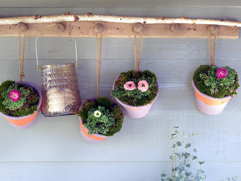 Ranonkel Mooiwatplantendoen Ranonkel Mooiwatplantendoen