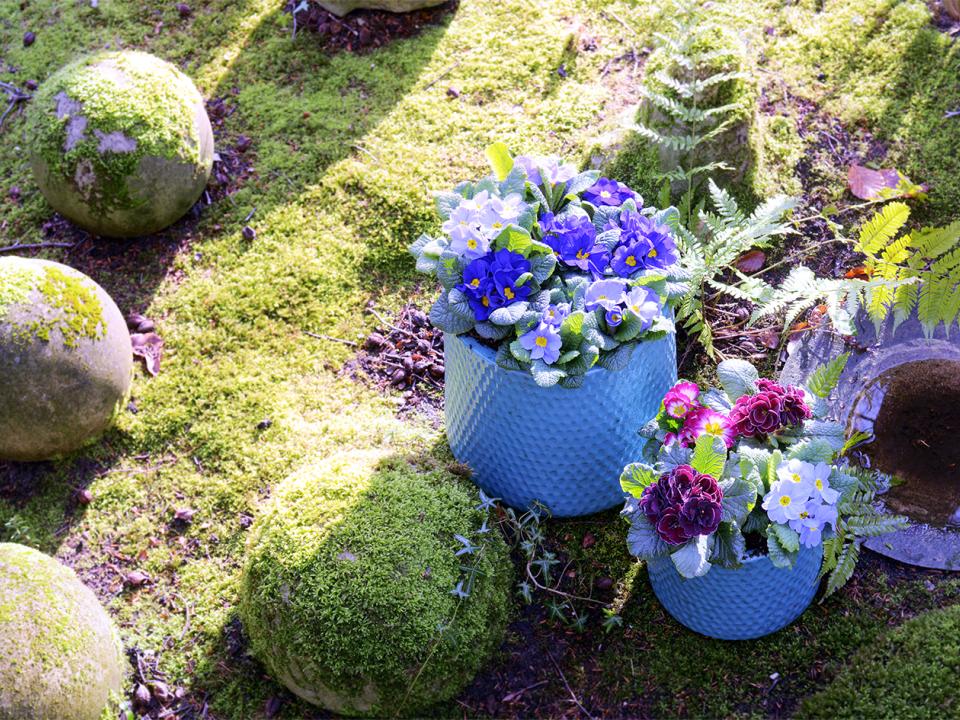 Stengelloze sleutelbloem Mooiwatplantendoen Stengelloze sleutelbloem Mooiwatplantendoen