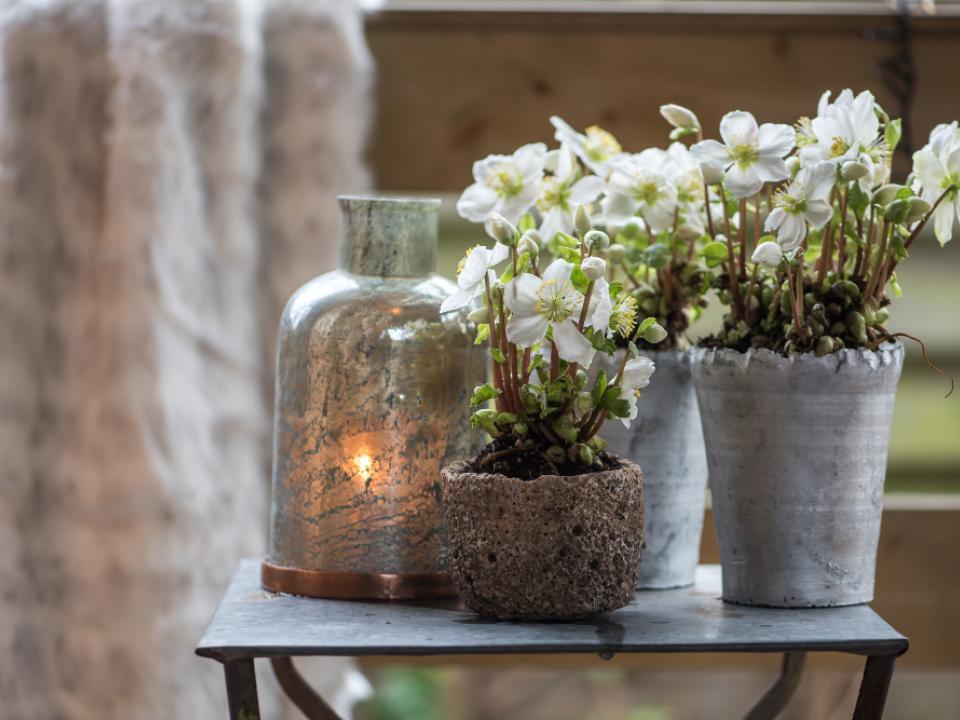 Helle Blüten und kleine Lichter sorgen für Wintercharme – Pflanzenfreude.de