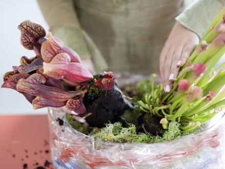 DIY-tip met Vleesetende planten DIY-tip met Vleesetende planten Mooiwatplantendoen.nl