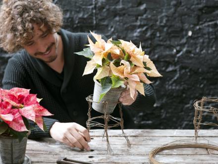 DIY-tip: Stoere Kerststerrenhouder DIY-tip: Stoere Kerststerrenhouder Mooiwatplantendoen.nl
