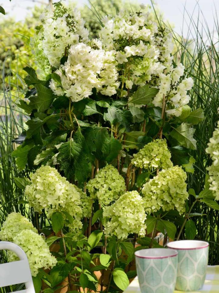 Üppiger Hortensienbusch im Garten - www.pflanzenfreude.de