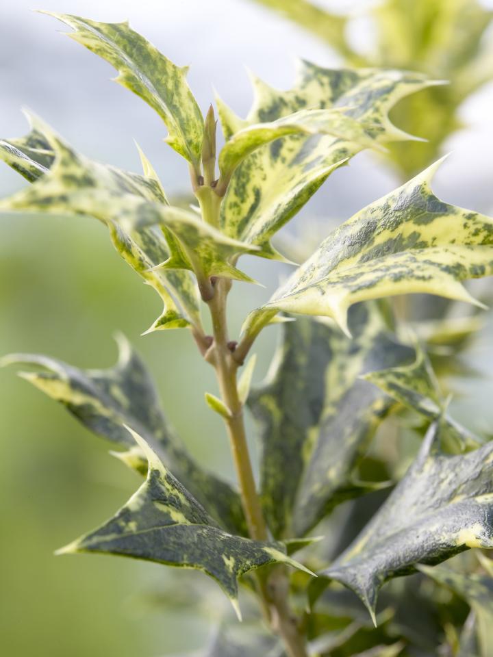 Osmanthus on thejoyofplants.co.uk