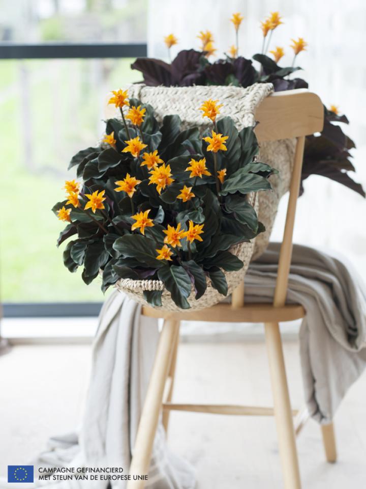 Calathea is Woonplant van de maand september 2014 -mooiwatplantendoen.nl