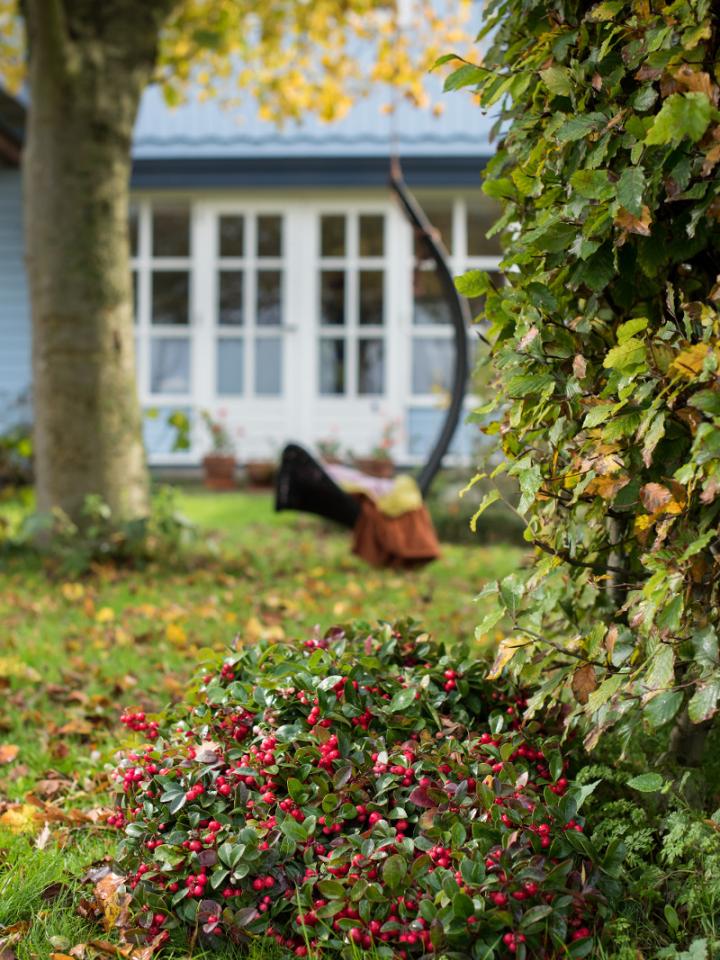 Die Scheinbeere macht mit den roten Beeren eine gute Figur - Pflanzenfreude.de