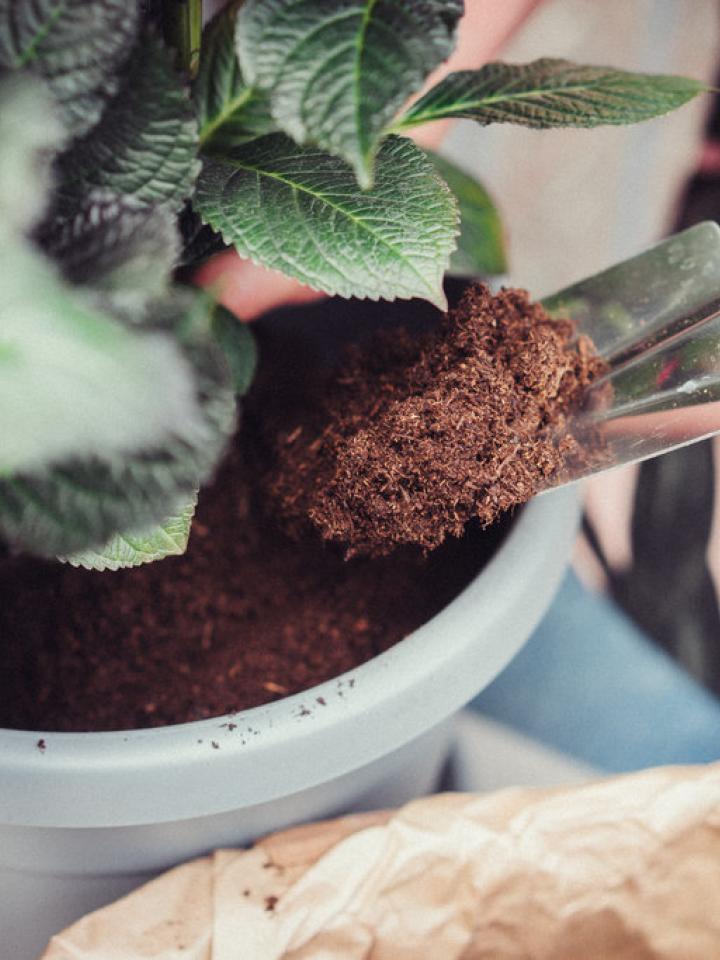 Kleine Arbeiten im Frühlings-Garten Pflanzenfreude.de