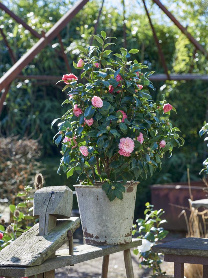 camelia winterbloem kleur | mooiwatplantendoen