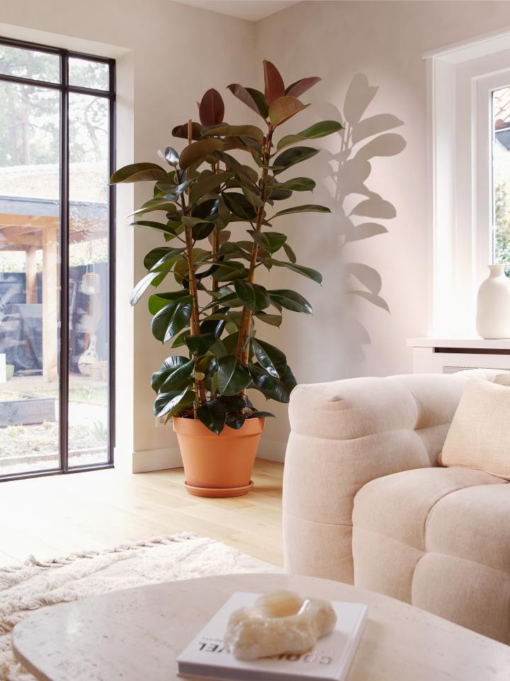 ficus elastica | kamerboom op stam | binnenboom