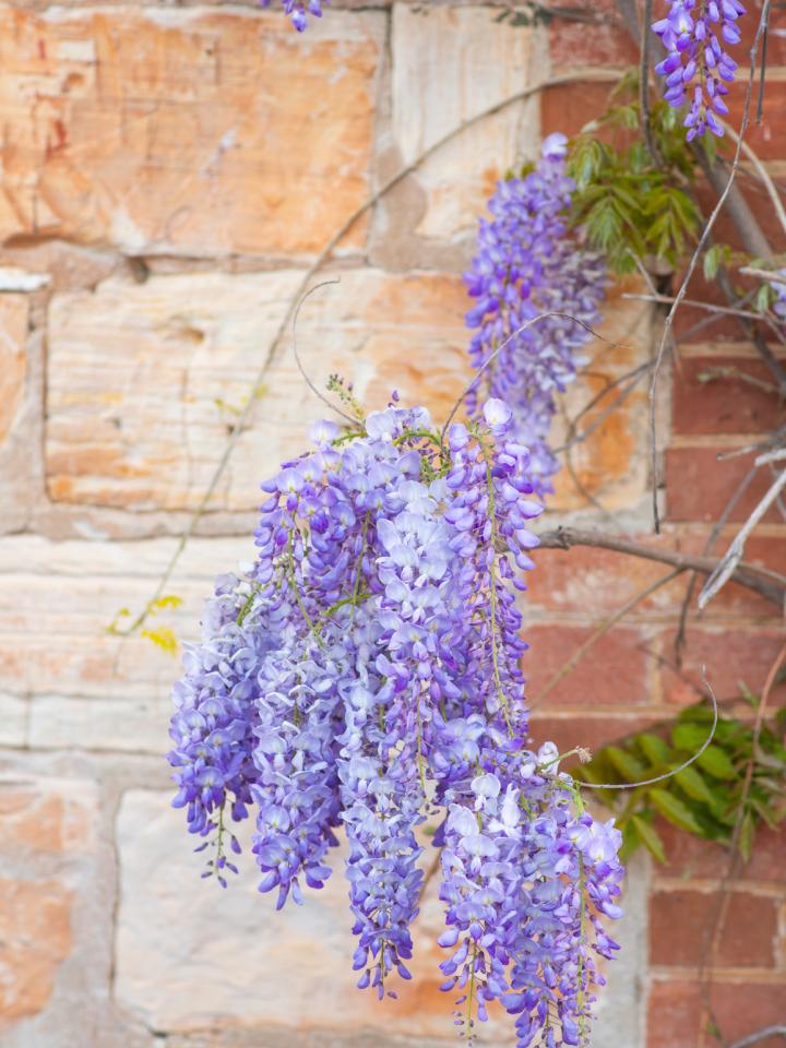 blauwe regen tegen muur