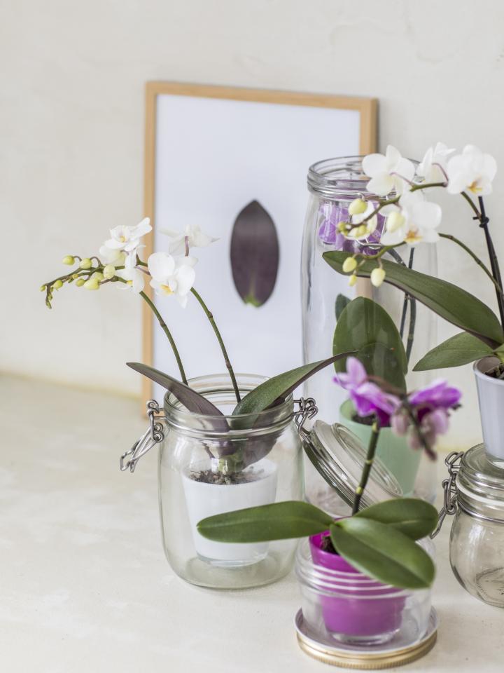 orchidee stekjes