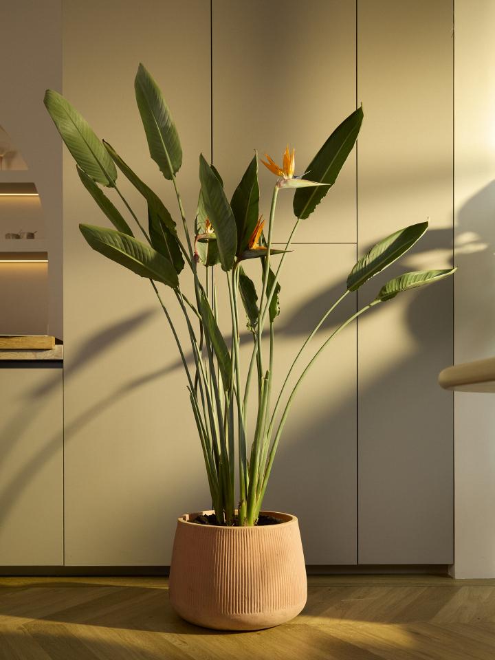 strelitzia bloemen | strelitzia kamerplant | paradijsvogelplant
