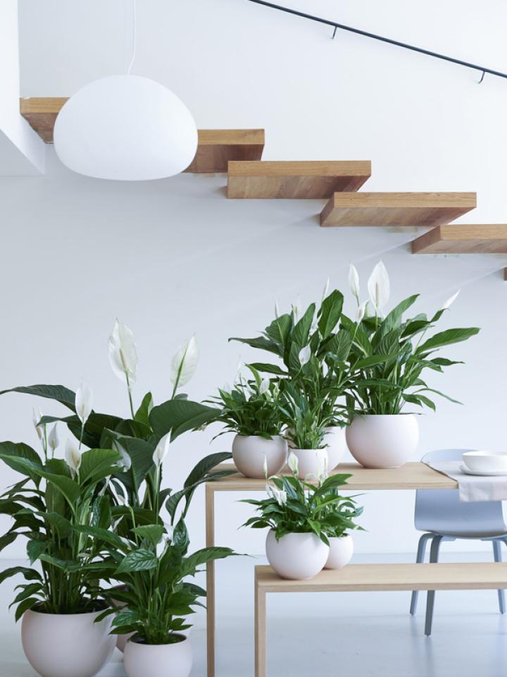 lepelplant | kamerplant