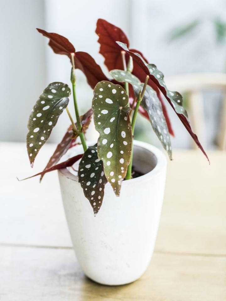 stippenbegonia | polkadot begonia | plant witte stippen