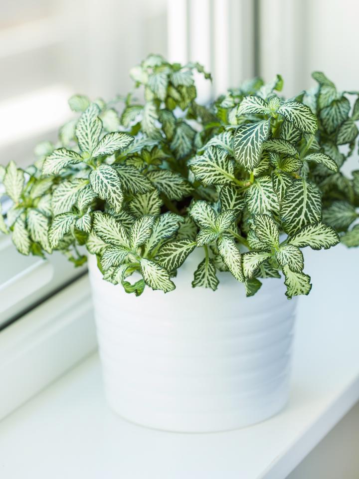 fittonia kamerplant witte nerf | bijzondere kamerplant