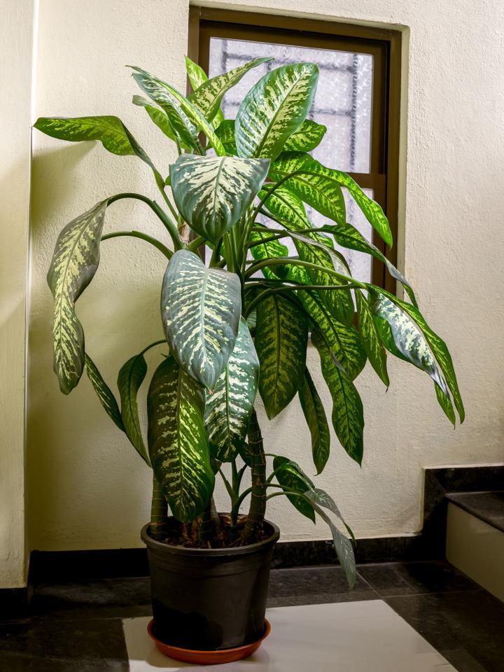 dieffenbachia | kamerplant bijzondere nerf