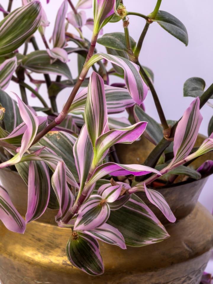 tradescantia zebrina | vaderplant roze | bijzondere kamerplant