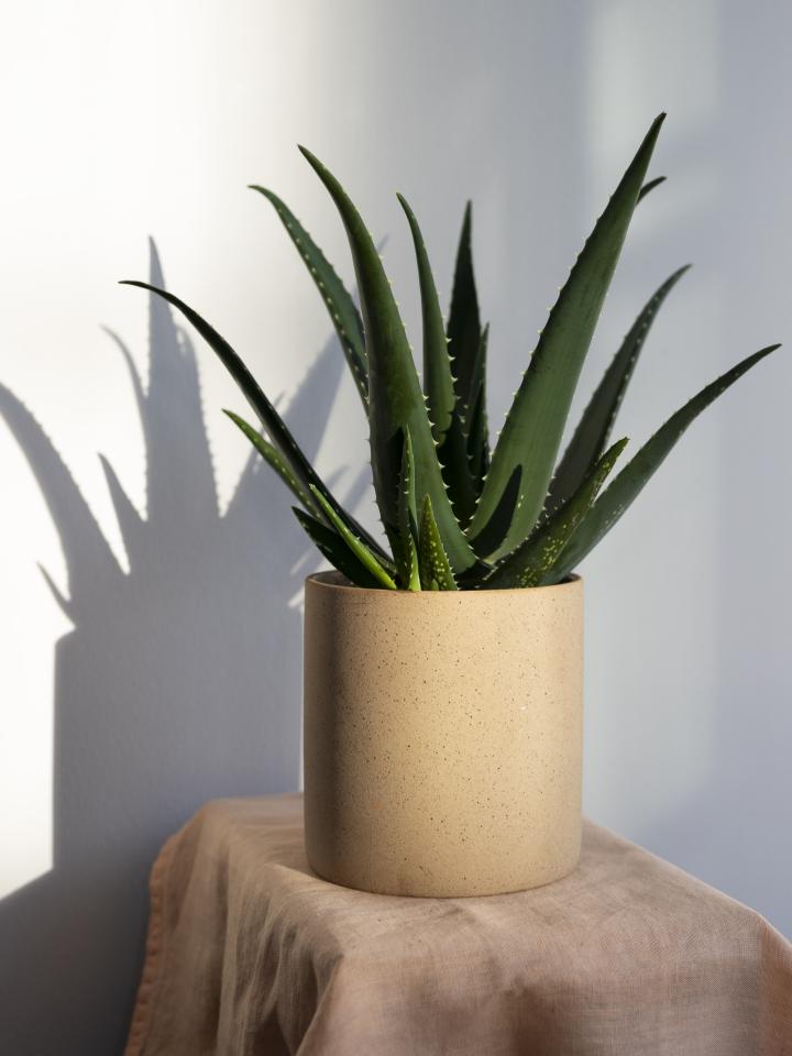 aloe vera plant | plant badkamer | luchtzuiverende plant