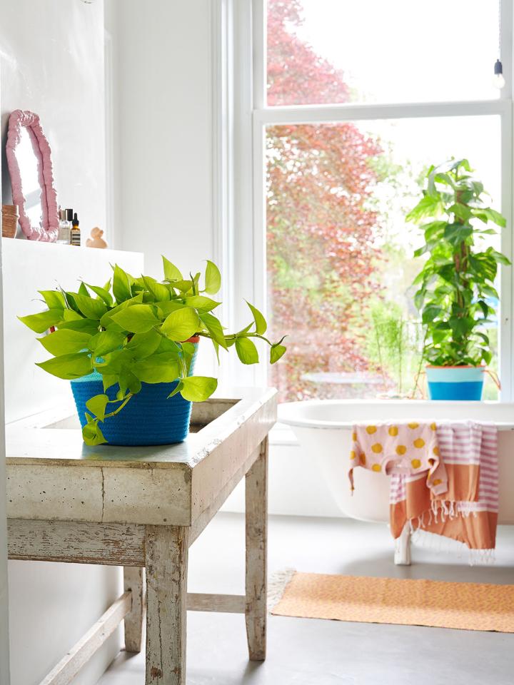 scindapsus plant badkamer