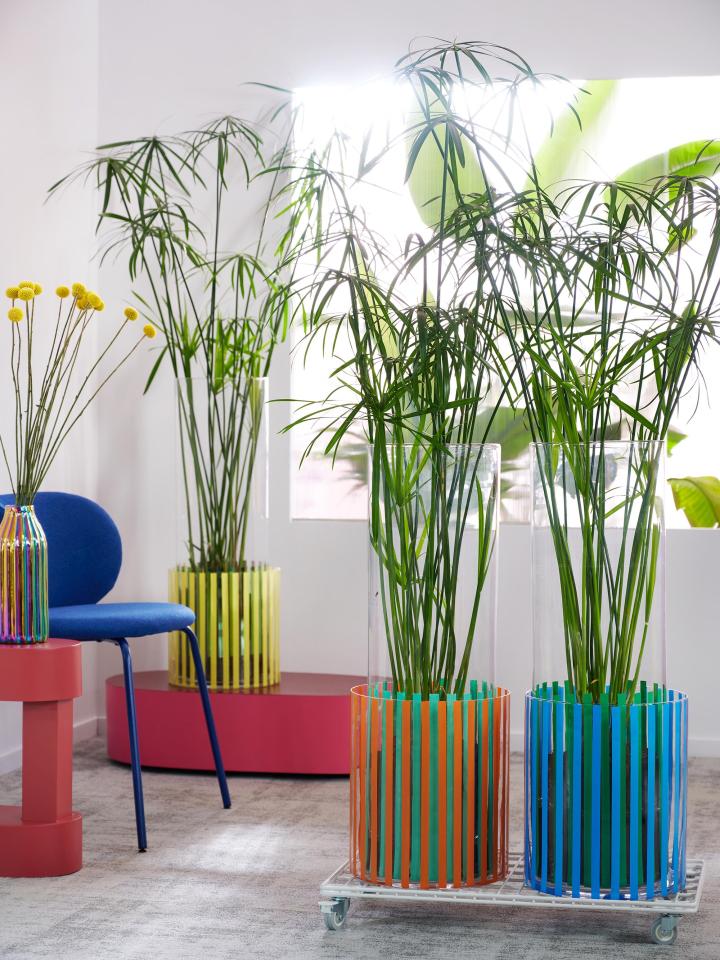 radiant energy parapluplant