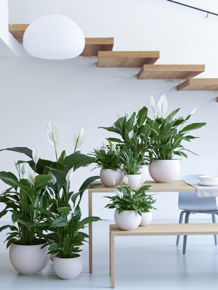 lepelplant | plant badkamer | luchtzuiverende plant
