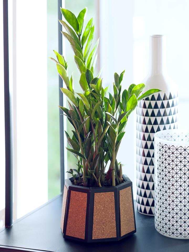 zz plant slaapkamer plant