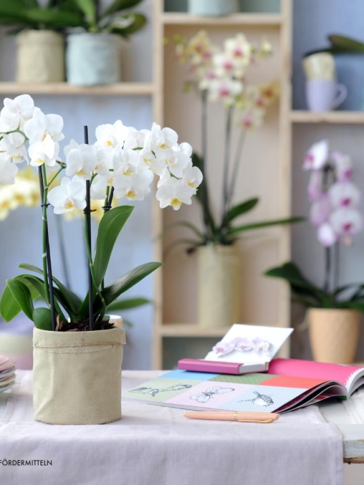 Die Phalaenopsis erstrahlt in vielen unterschiedlichen Farben - Pflanzenfreude.de