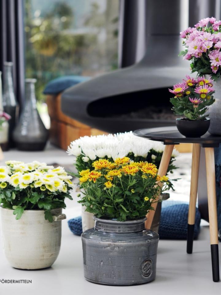 Chrysantheme ist die Zimmerpflanze des Monats Oktober