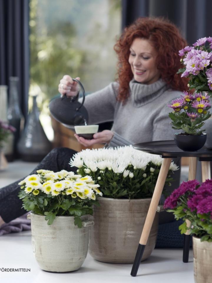 Chrysantheme ist die Zimmerpflanze des Monats Oktober