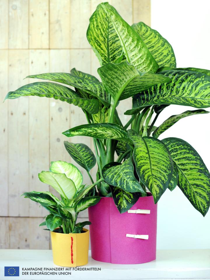 Dieffenbachia, Pflanzenfreude, Zimmerpflanze des Monats