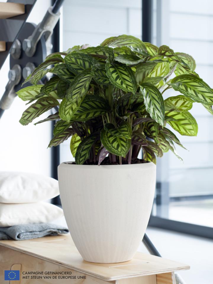 Calathea is Woonplant van de maand september 2014 -mooiwatplantendoen.nl